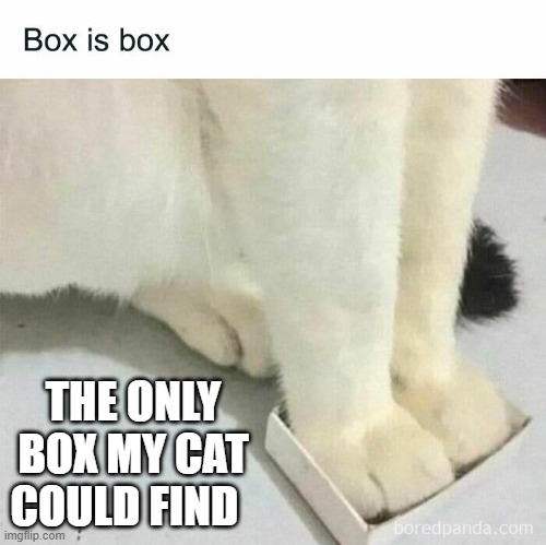 memes by Brad - This is the only box that my cat could find  - humor - | THE ONLY BOX MY CAT COULD FIND | image tagged in cats,funny,kittens,funny cats,box,humor | made w/ Imgflip meme maker