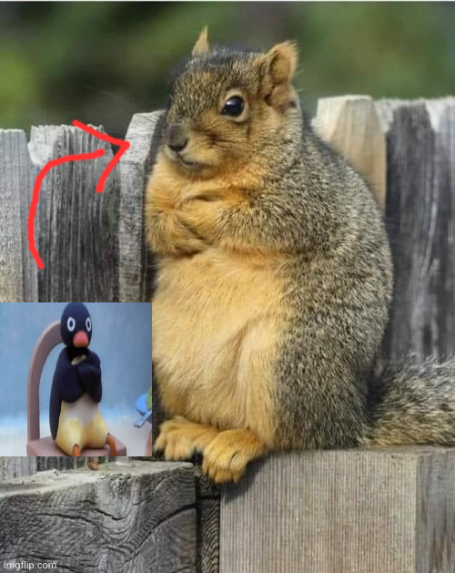 squirl x pingu | image tagged in annoyed squirrel,squirrel,pingu,angry pingu,penguin,funny | made w/ Imgflip meme maker