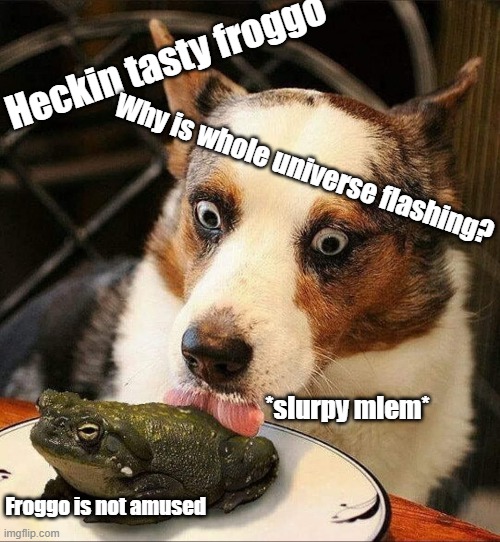 Never lick the froggo | Heckin tasty froggo; Why is whole universe flashing? *slurpy mlem*; Froggo is not amused | image tagged in frog,toaf,dog | made w/ Imgflip meme maker