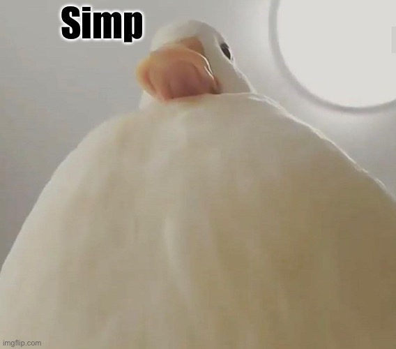 pathetic (duck#1) | Simp | image tagged in pathetic duck 1 | made w/ Imgflip meme maker