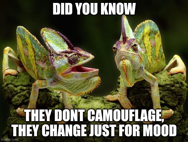 chameleons | DID YOU KNOW; THEY DONT CAMOUFLAGE, THEY CHANGE JUST FOR MOOD | image tagged in chameleons | made w/ Imgflip meme maker