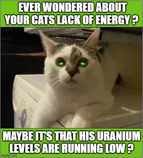 All Cats Are Radioactive ! | EVER WONDERED ABOUT YOUR CATS LACK OF ENERGY ? MAYBE IT'S THAT HIS URANIUM
LEVELS ARE RUNNING LOW ? | image tagged in cats,radioactive,uranium,energy | made w/ Imgflip meme maker