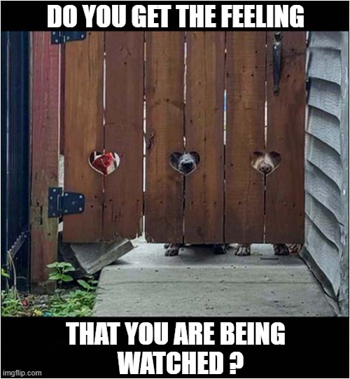 Are You Paranoid ? | DO YOU GET THE FEELING; THAT YOU ARE BEING
  WATCHED ? | image tagged in dogs,paranoid,chicken,watching | made w/ Imgflip meme maker