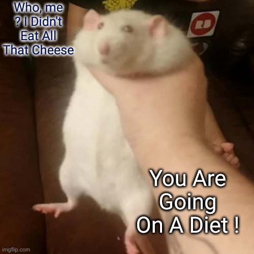 Grabbing a fat rat | Who, me ? I Didn't Eat All That Cheese You Are Going On A Diet ! | image tagged in grabbing a fat rat | made w/ Imgflip meme maker