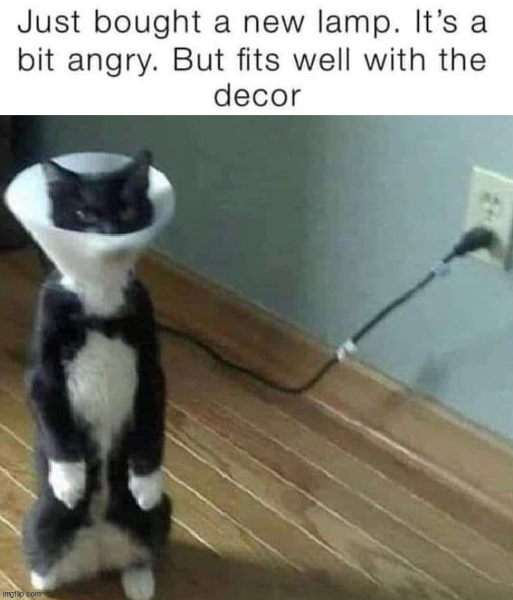 Angry Lamp | image tagged in cats | made w/ Imgflip meme maker