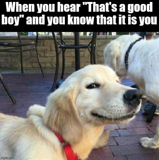 Who's a good boy? | When you hear "That's a good boy" and you know that it is you | image tagged in dogs | made w/ Imgflip meme maker