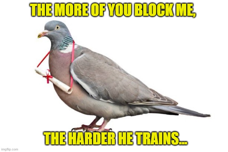 PIGEON SAYS WHAT? | THE MORE OF YOU BLOCK ME, THE HARDER HE TRAINS... | image tagged in pigeon says what | made w/ Imgflip meme maker