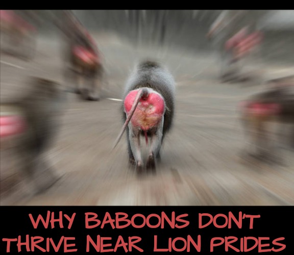 WHY BABOONS DON'T THRIVE NEAR LION PRIDES | made w/ Imgflip meme maker