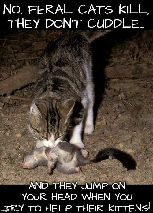 NO. FERAL CATS KILL,
THEY DON'T CUDDLE... AND THEY JUMP ON YOUR HEAD WHEN YOU TRY TO HELP THEIR KITTENS! | made w/ Imgflip meme maker