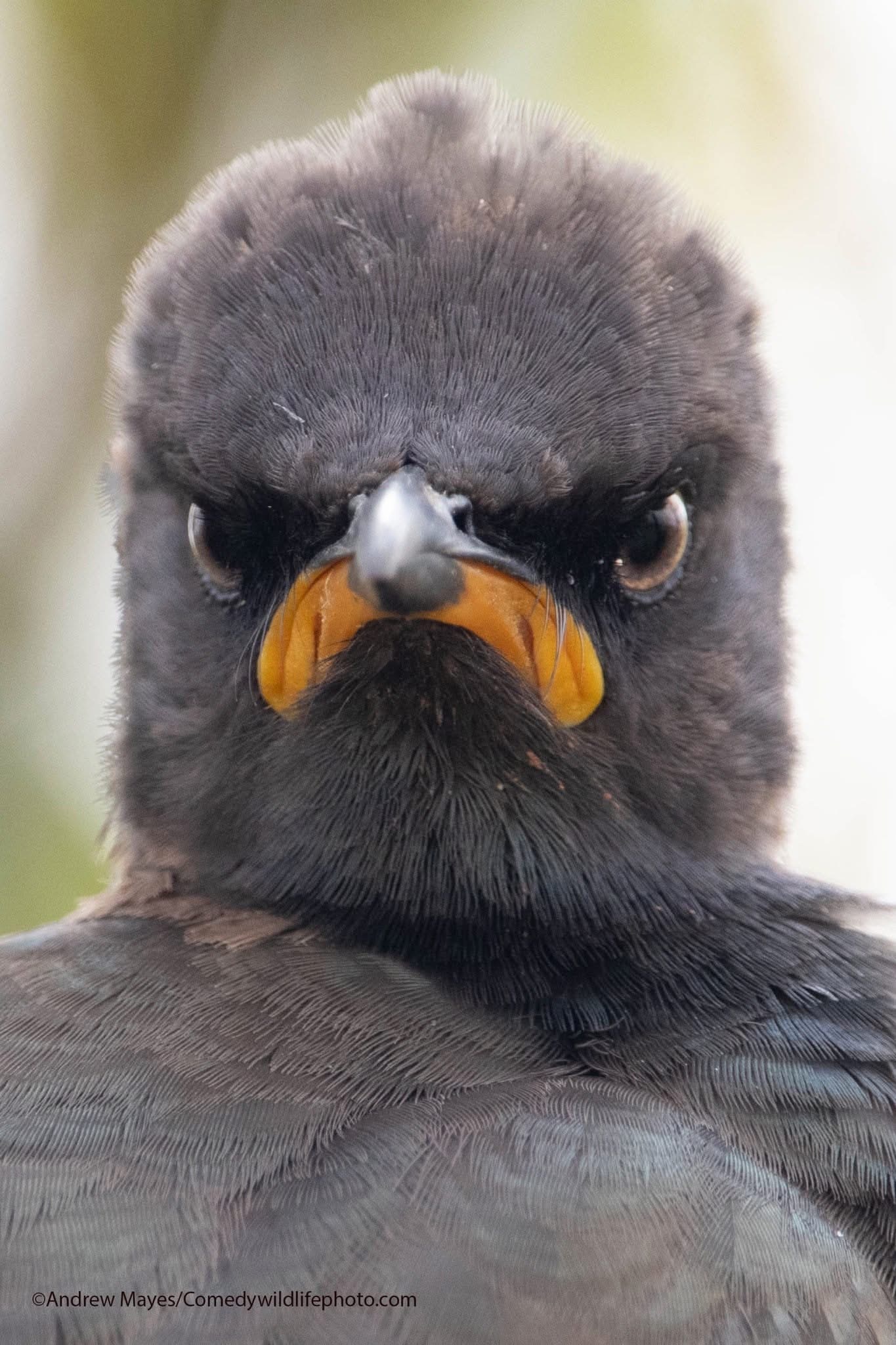 Angry Bird Blank Meme Template