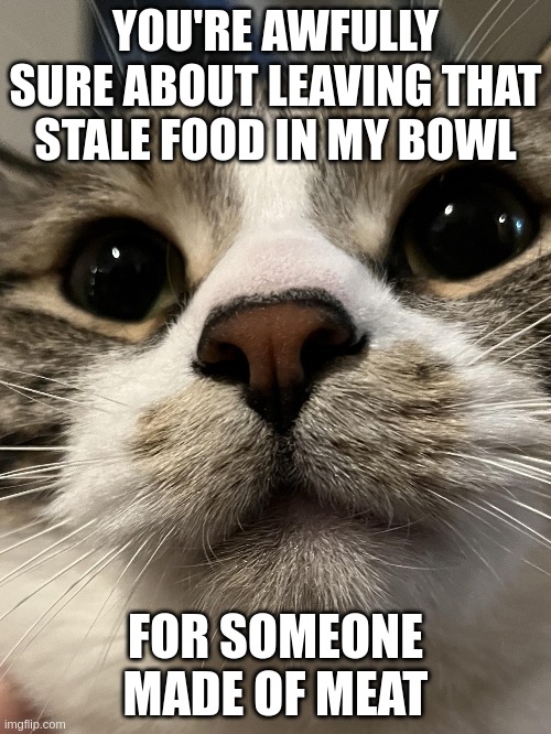 YOU'RE AWFULLY SURE ABOUT LEAVING THAT STALE FOOD IN MY BOWL; FOR SOMEONE MADE OF MEAT | made w/ Imgflip meme maker