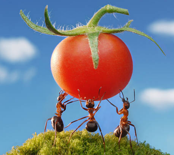 Ant tomato Blank Meme Template