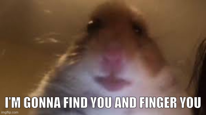 facetime hamster | I’M GONNA FIND YOU AND FINGER YOU | image tagged in facetime hamster | made w/ Imgflip meme maker