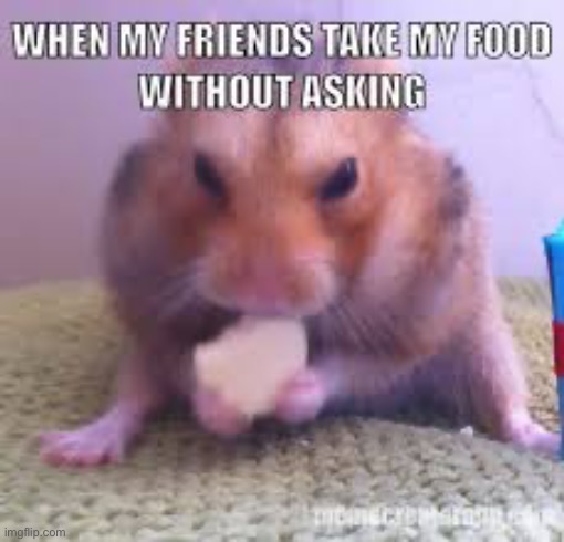 Hamsters | made w/ Imgflip meme maker