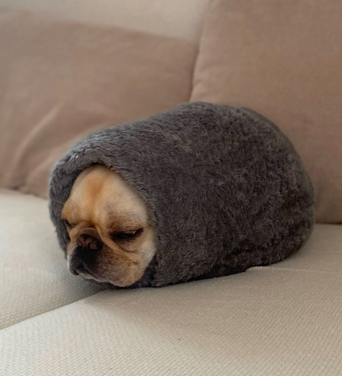 High Quality pug in a rug Blank Meme Template