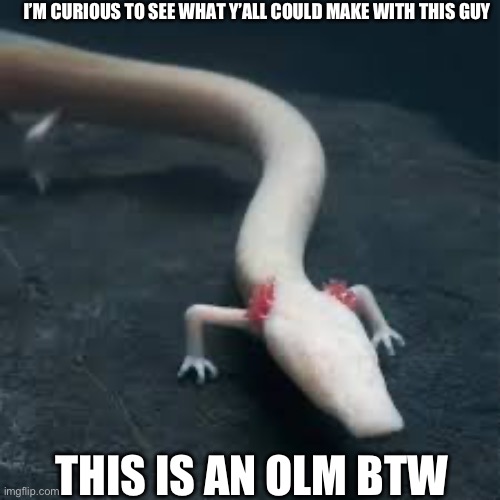 Drawing challenge: Olm | I’M CURIOUS TO SEE WHAT Y’ALL COULD MAKE WITH THIS GUY; THIS IS AN OLM BTW | image tagged in axolotl | made w/ Imgflip meme maker