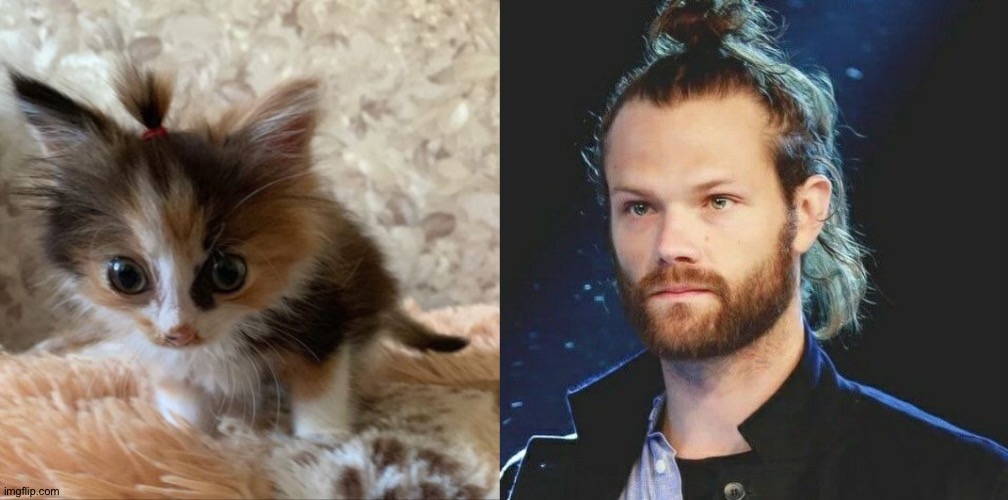 I Apologize For Your Eyeballs | image tagged in kitten,jared padalecki,manbun,my eyes,idk why this came to mind | made w/ Imgflip meme maker