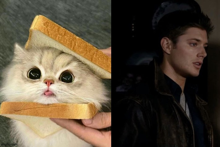 Doing This For No Particular Reason | image tagged in kitty sandwich,kitten,jensen ackles,dean winchester,supernatural,bored atp | made w/ Imgflip meme maker