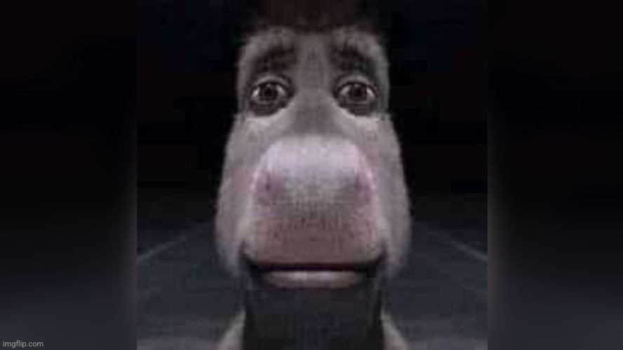 Staring Donkey | image tagged in staring donkey | made w/ Imgflip meme maker