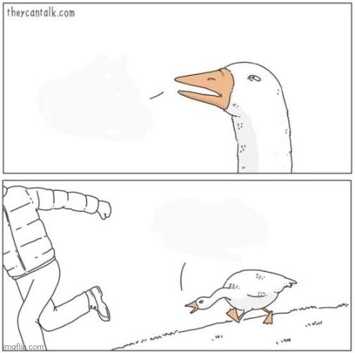 Angry goose | image tagged in angry goose | made w/ Imgflip meme maker