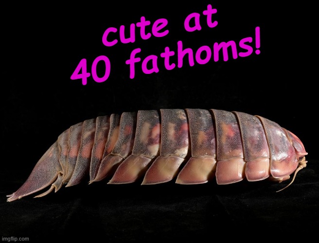 The cuddly Vader | cute at 40 fathoms! | image tagged in darth vader crustacean,cute,ocean | made w/ Imgflip meme maker