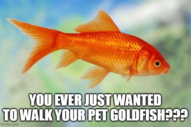 yea | YOU EVER JUST WANTED TO WALK YOUR PET GOLDFISH??? | image tagged in goldfish of purity | made w/ Imgflip meme maker