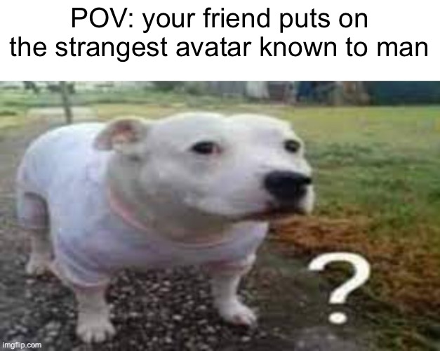 Dog question mark | POV: your friend puts on the strangest avatar known to man | image tagged in dog question mark | made w/ Imgflip meme maker