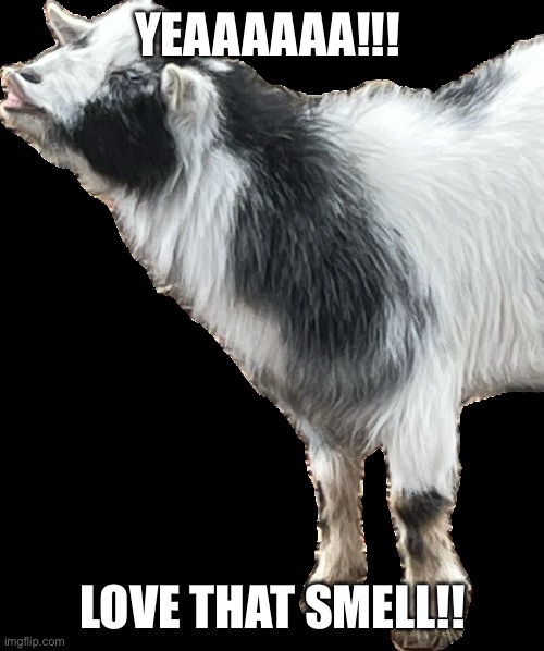 Good smell | YEAAAAAA!!! LOVE THAT SMELL!! | image tagged in goat memes | made w/ Imgflip meme maker