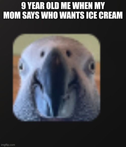 bird | 9 YEAR OLD ME WHEN MY MOM SAYS WHO WANTS ICE CREAM | image tagged in funny,birds | made w/ Imgflip meme maker