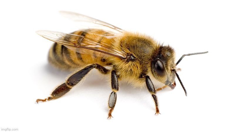 Bee | image tagged in bee | made w/ Imgflip meme maker