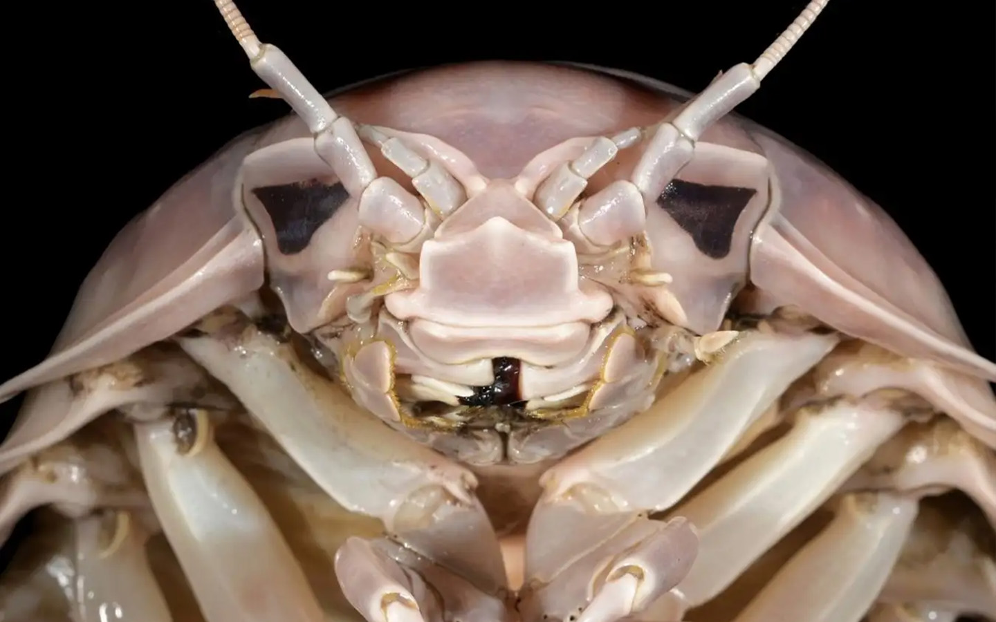 isopod face Blank Meme Template