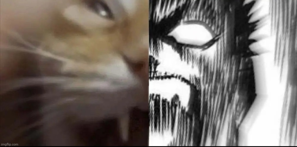 Cat and guts scream | image tagged in cat and guts scream | made w/ Imgflip meme maker