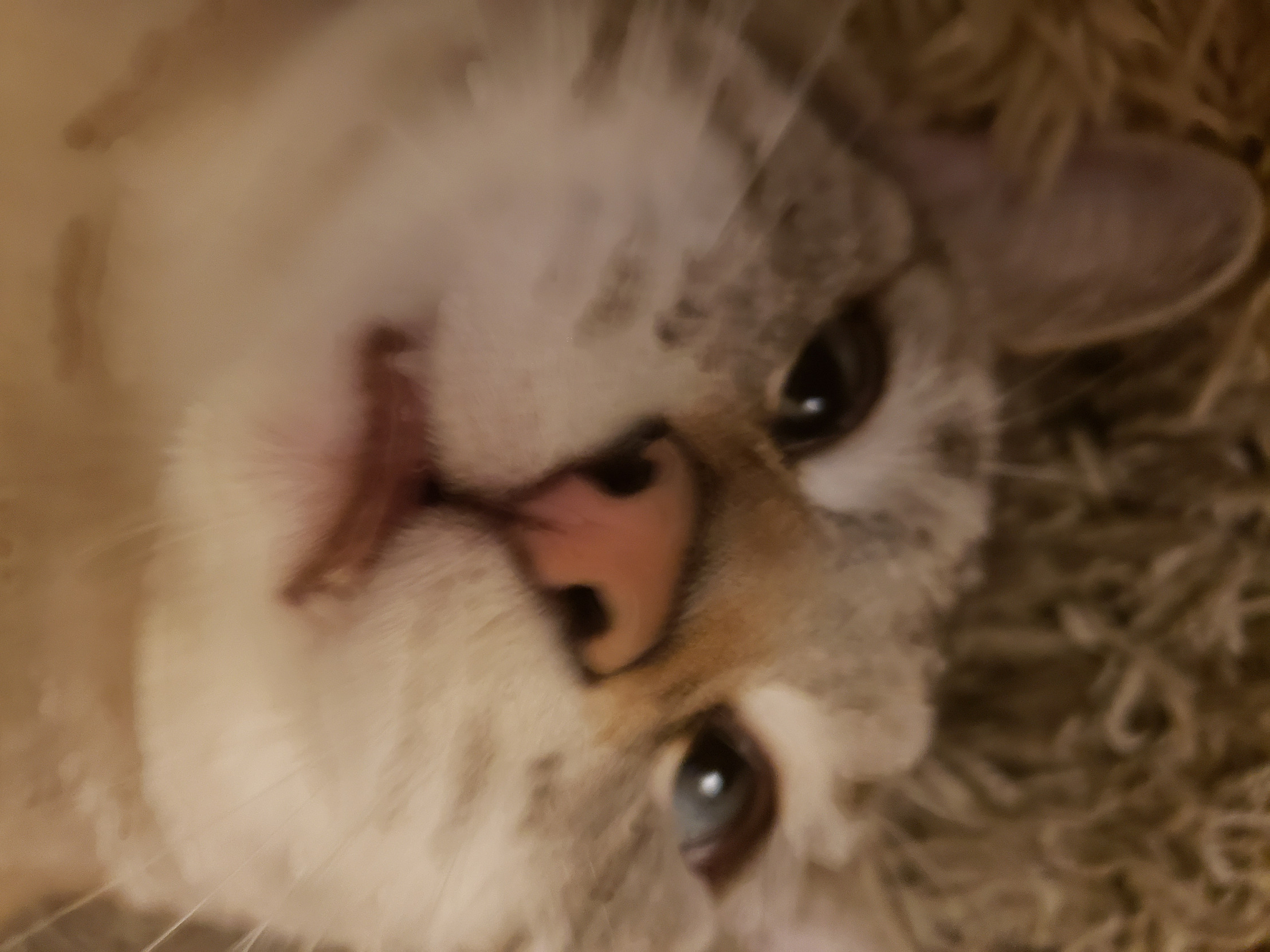 Special kitten Blank Meme Template