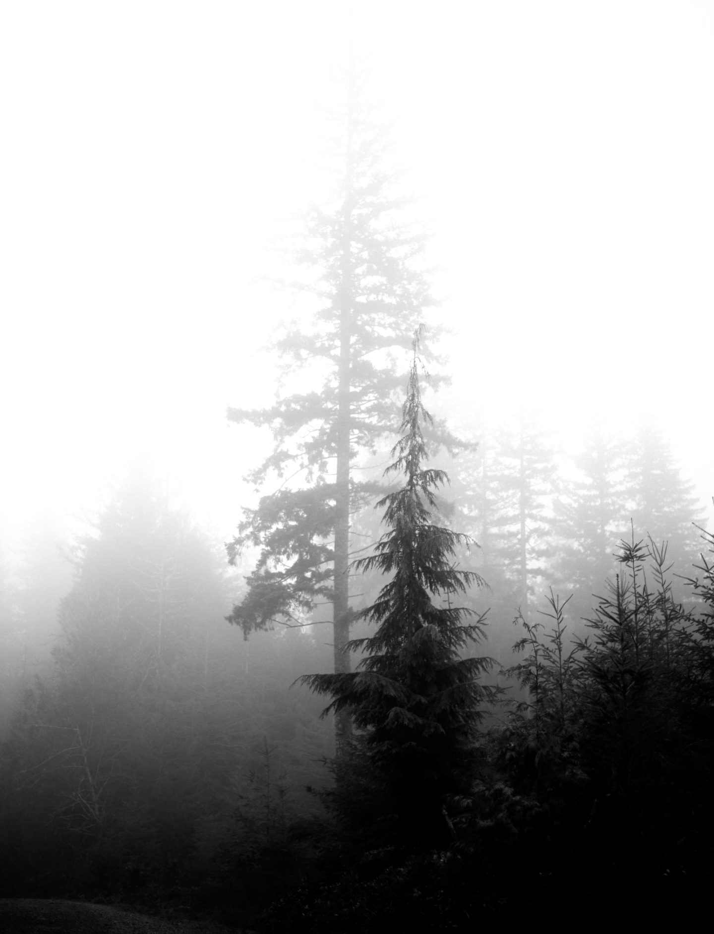 High Quality Cedar In the Mist. Blank Meme Template