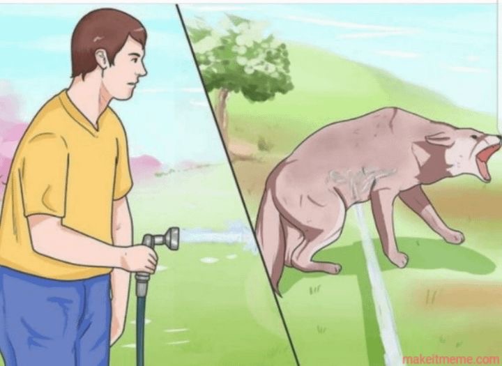 Water Dog Blank Meme Template