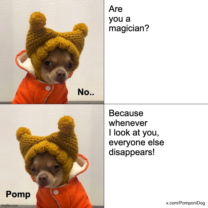 Pomponi the Dog | Are you a magician? No.. Because
whenever
I look at you,
everyone else
disappears! Pomp | image tagged in pomponi the dog,pomponi,pomponidog,chihuahua,funny memes,funny dogs | made w/ Imgflip meme maker