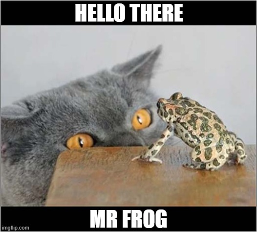 What Have We Here ? | HELLO THERE; MR FROG | image tagged in cats,frog,hello there | made w/ Imgflip meme maker