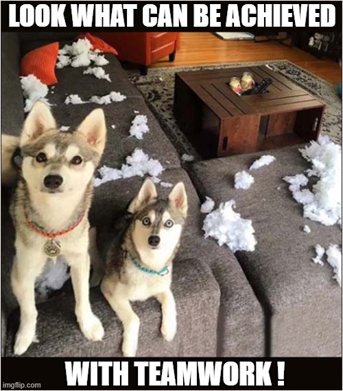 A Motivational Image ? | LOOK WHAT CAN BE ACHIEVED; WITH TEAMWORK ! | image tagged in dogs,huskies,teamwork,sofa,destruction | made w/ Imgflip meme maker