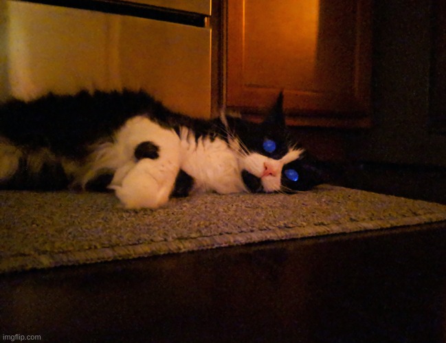 Spice Cat | image tagged in spice cat | made w/ Imgflip meme maker