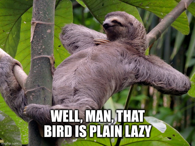 Lazy Sloth | WELL, MAN, THAT BIRD IS PLAIN LAZY | image tagged in lazy sloth | made w/ Imgflip meme maker