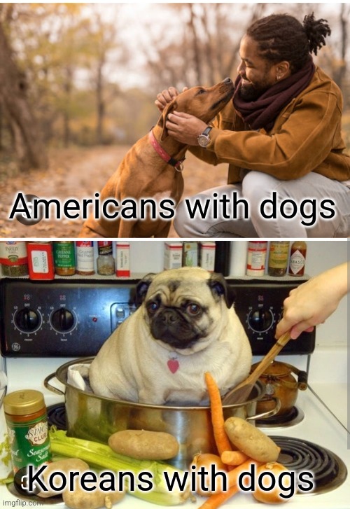 Doggos | Americans with dogs; Koreans with dogs | image tagged in doge,dogs | made w/ Imgflip meme maker