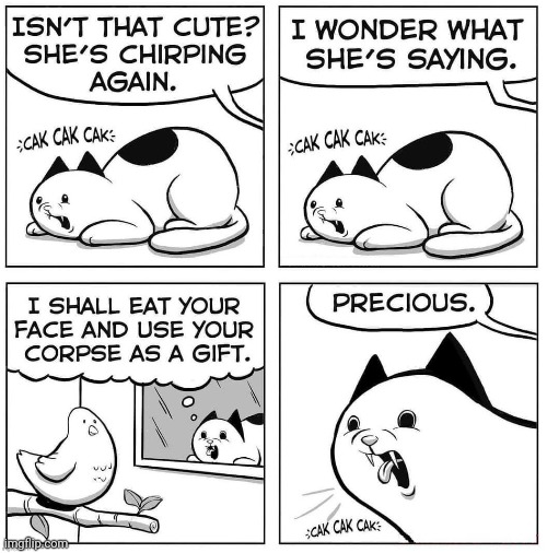 Cato and Birdo | image tagged in cats,cat,birds,bird,comics,comics/cartoons | made w/ Imgflip meme maker