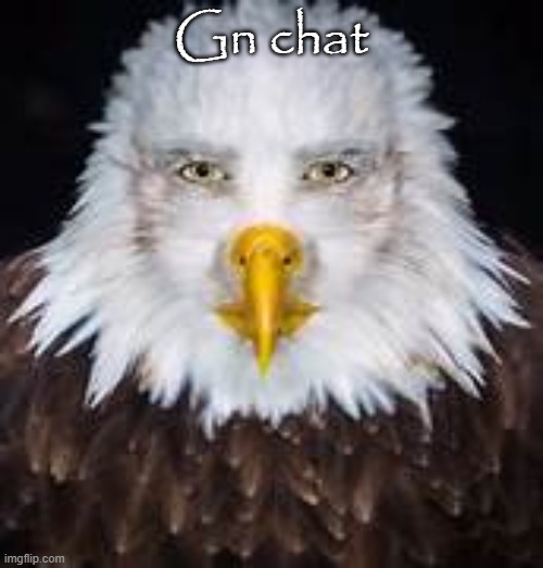 Gn chat | image tagged in eagle | made w/ Imgflip meme maker