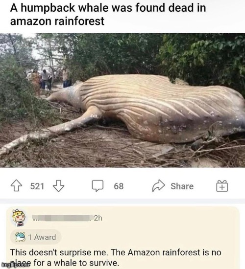 image tagged in amazon,whale | made w/ Imgflip meme maker