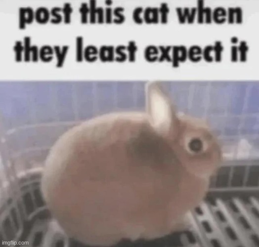 post this cat when they least expect it | image tagged in post this cat when they least expect it | made w/ Imgflip meme maker