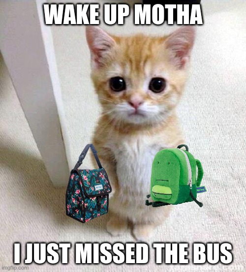 Cute Cat | WAKE UP MOTHA; I JUST MISSED THE BUS | image tagged in memes,cute cat | made w/ Imgflip meme maker