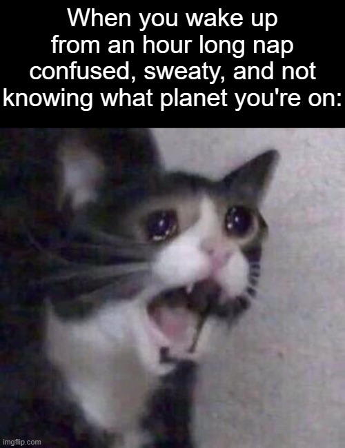 its even worse if the nap was only supposed to be like 20 minutes long | When you wake up from an hour long nap confused, sweaty, and not knowing what planet you're on: | image tagged in crying cat | made w/ Imgflip meme maker