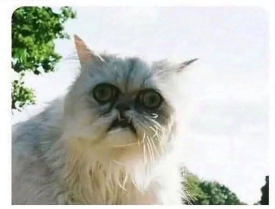 Zombie cat Blank Meme Template