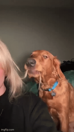 Lady and the Tramp moment gone horribly wrong - Imgflip