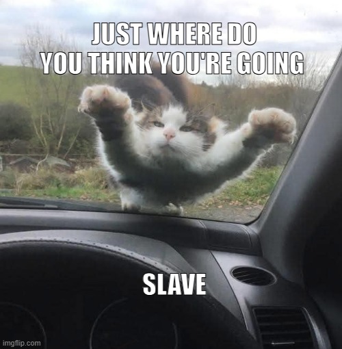 Not going anywhere | JUST WHERE DO YOU THINK YOU'RE GOING; SLAVE | image tagged in cats,cat,cat memes,funny memes,funny cats | made w/ Imgflip meme maker